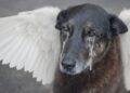 O Cão Orelha