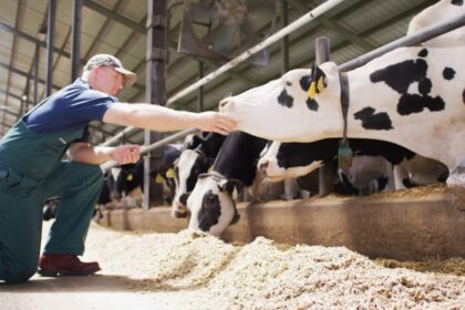 Agroleite: Elanco destaca 90 Dias Vitais para a pecuária leiteira
