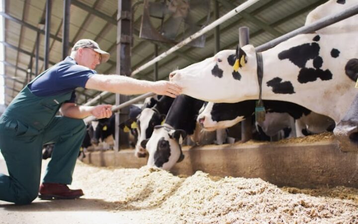 Agroleite: Elanco destaca 90 Dias Vitais para a pecuária leiteira