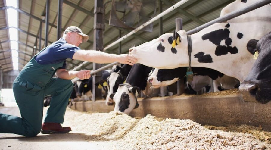 Agroleite: Elanco destaca 90 Dias Vitais para a pecuária leiteira