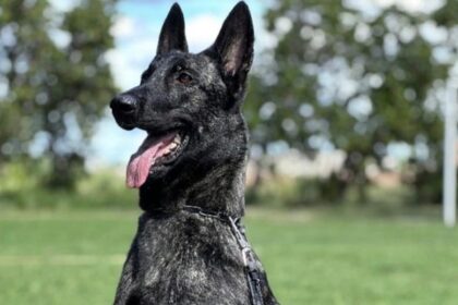 Ciência e desempenho em campo: Projeto Maxx Atleta Dogs