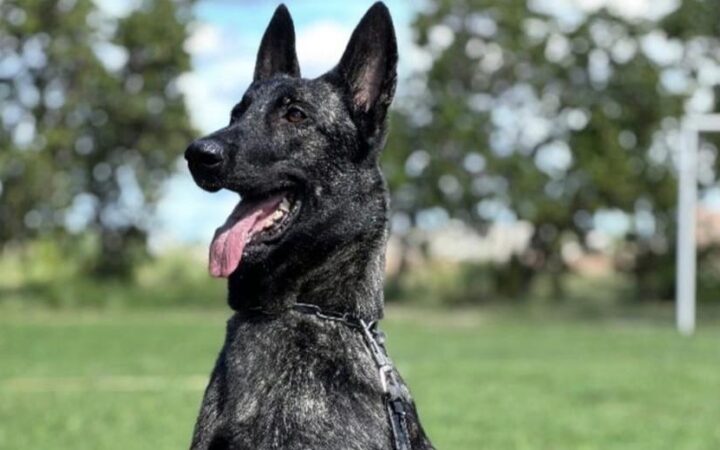 Ciência e desempenho em campo: Projeto Maxx Atleta Dogs