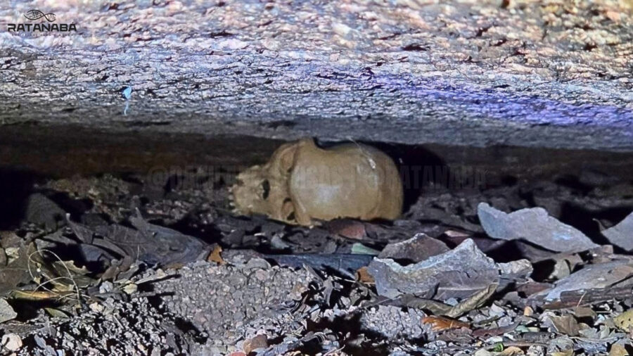 Ratanabá: descobertas monumentais e expedições de ponta revelam os mistérios de uma civilização ancestral na Amazônia